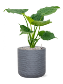 Pot angle cylinder grise