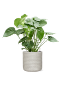 Pot angle cylinder blanche