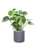 Pot angle cylinder grise