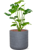 Pot angle cylinder grise