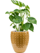 Pot laos emperor jaune