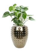 Pot laos emperor d'or