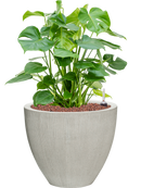 Pot ridged couple grise