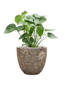 Pot lava couple marron