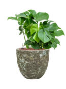 Pot lava couple verte