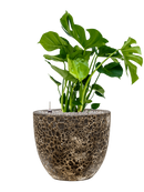 Pot lava couple noire