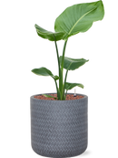 Pot angle cylinder grise