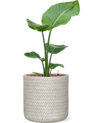 Pot angle cylinder blanche