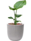 Pot nature row couple beige