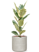 Pot angle cylinder blanche