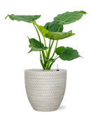 Pot angle couple blanche