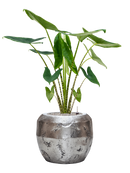 Pot opus couple argent