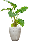 Pot laos emperor beige