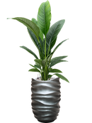 Pot gradient partner grise