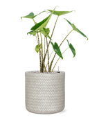 Pot angle cylinder blanche