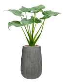 Pot ridged darcy grise