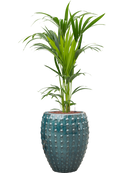 Pot laos emperor bleue