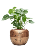 Pot opus couple d'or