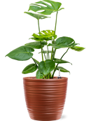 Pot groove couple rouge