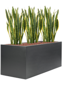 Pot stretto rectangle anthracite