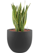 Pot stretto couple anthracite