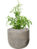 Pot cement couple grise