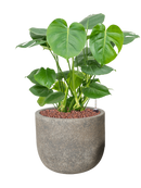 Pot cement couple grise