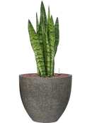 Pot cement couple grise