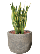 Pot cement couple grise