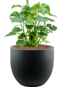 Pot argento couple noire