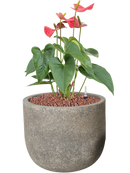 Pot cement couple grise