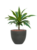 Pot refined couple verte