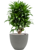 Pot refined couple grise