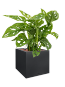 Pot vivo next cube noire