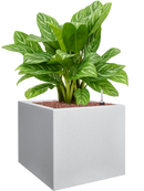 Pot vivo next cube grise
