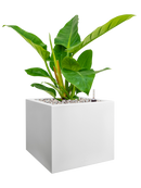 Pot vivo next cube blanche