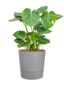 Pot greensense aqua care couple grise