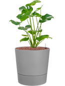 Pot greensense aqua care couple grise