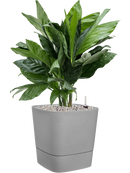 Pot greensense aqua care cube grise