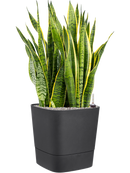 Pot greensense aqua care cube anthracite