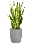 Pot greensense aqua care couple grise