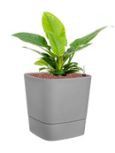 Pot greensense aqua care cube grise