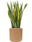 Pot dune cylinder marron