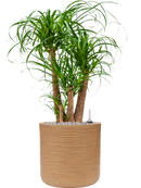 Pot dune cylinder marron