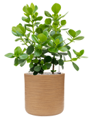 Pot dune cylinder marron