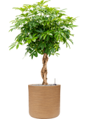 Pot dune cylinder marron