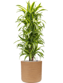 Pot dune cylinder marron