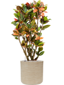 Pot dune cylinder beige