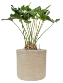 Pot dune cylinder beige