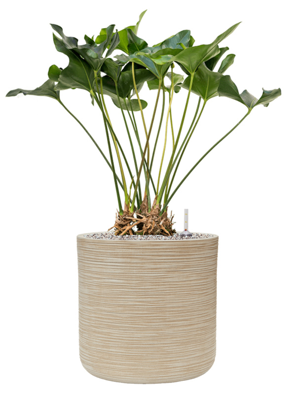 Pot dune cylinder beige